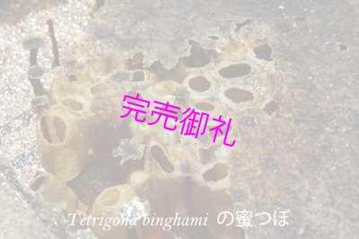 画像4: アカシアTb 250g【甘酸っぱいハリナシ蜂の非加熱はちみつ】 (4)