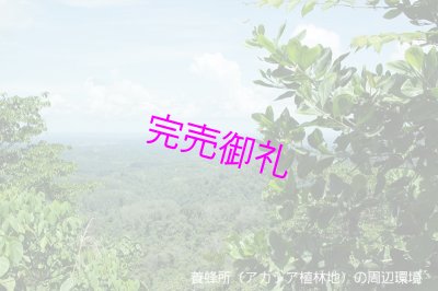 画像3: アカシアTb 250g【甘酸っぱいハリナシ蜂の非加熱はちみつ】 (3)