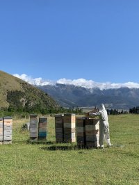 画像1: (2023年入荷)モノフローラルマヌカ蜂蜜500ｇ【採れたて瓶詰め！完全非加熱・無農薬・オーガニック認定】MGO150相当