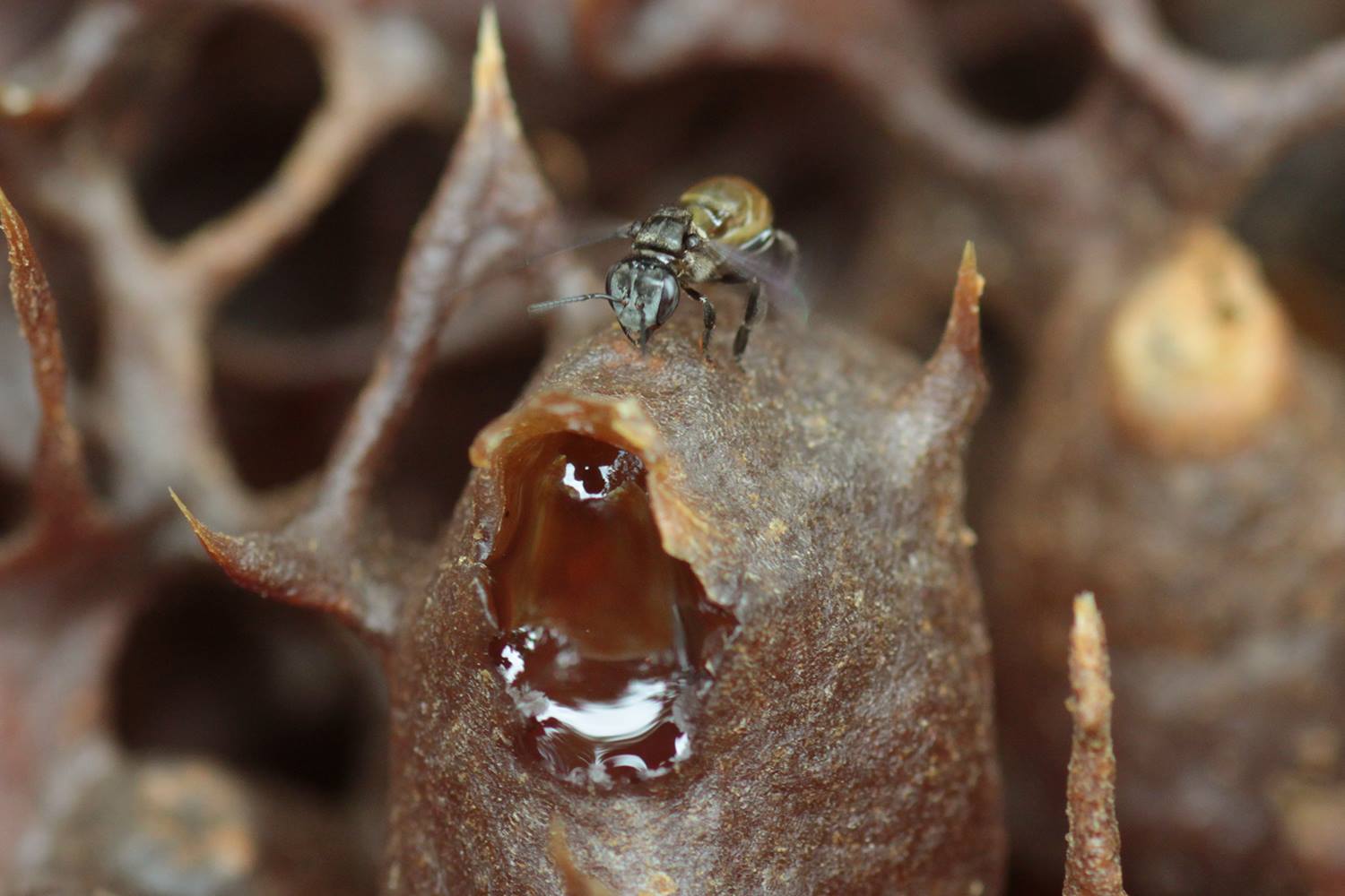 ハリナシバチ蜂蜜のマレーシアでの活用方法について